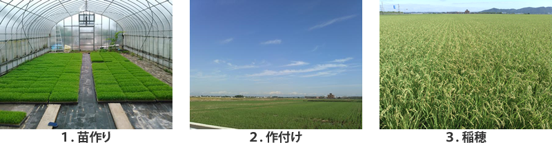 1.苗作り 2.作付け 3.稲穂