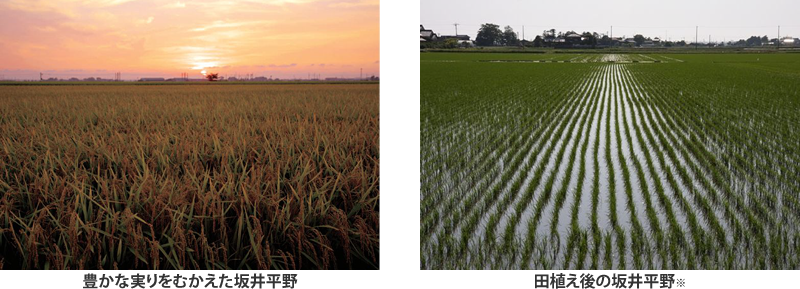 坂井平野